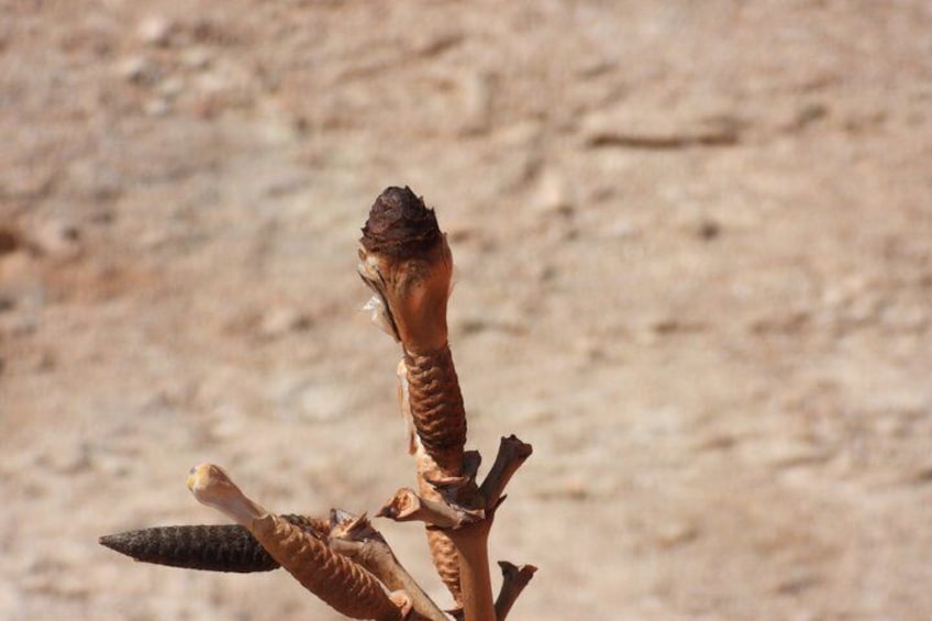 A bird perched on a branch with a dry, rocky background. 5