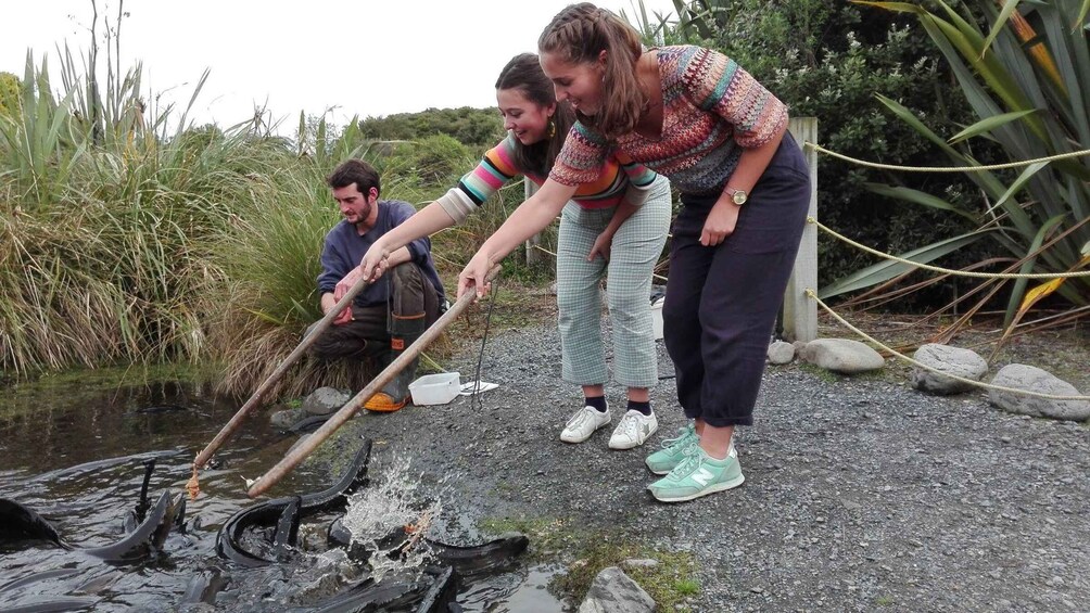 Two people using a long pole to interact with fish in a shallow water body, surrounded by vegetation and rocks. 3