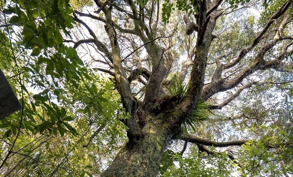 A large tree with a thick trunk and extensive branches. 2
