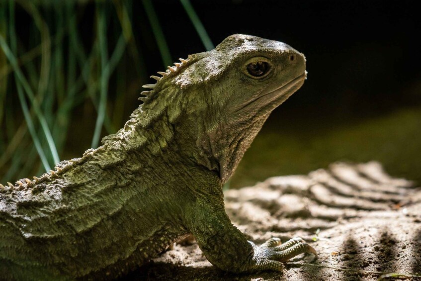 A lizard on a textured surface with green foliage in the background. 1