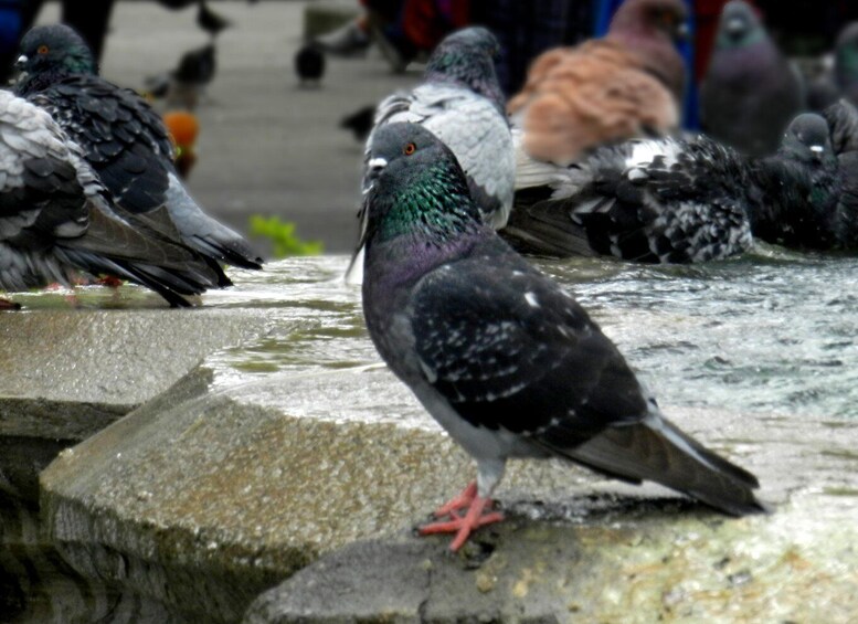 Pigeons on a wet stone surface. 3