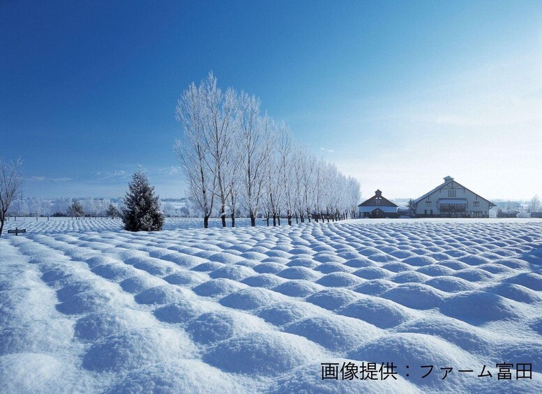 A snow-covered field with a row of leafless trees and a farmhouse in the background. 5