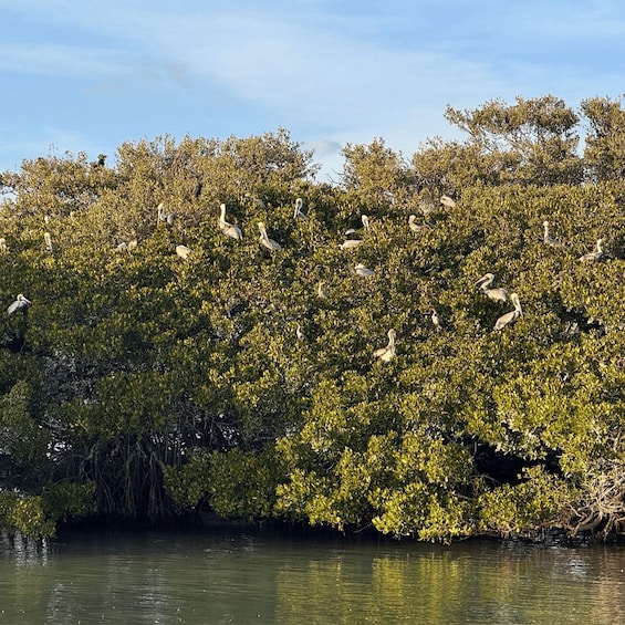 A mangrove forest with numerous white birds, likely pelicans, resting among the trees. 4