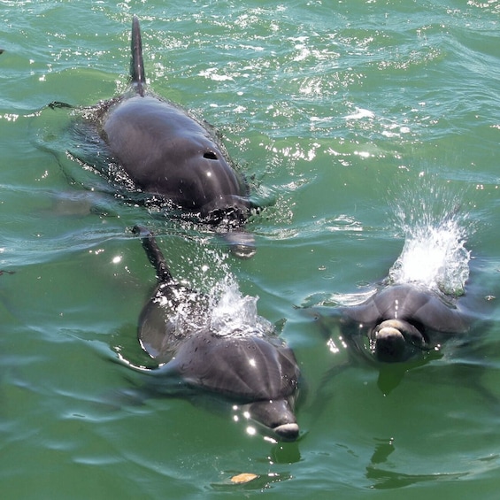 Three dolphins swimming in clear green water. 2