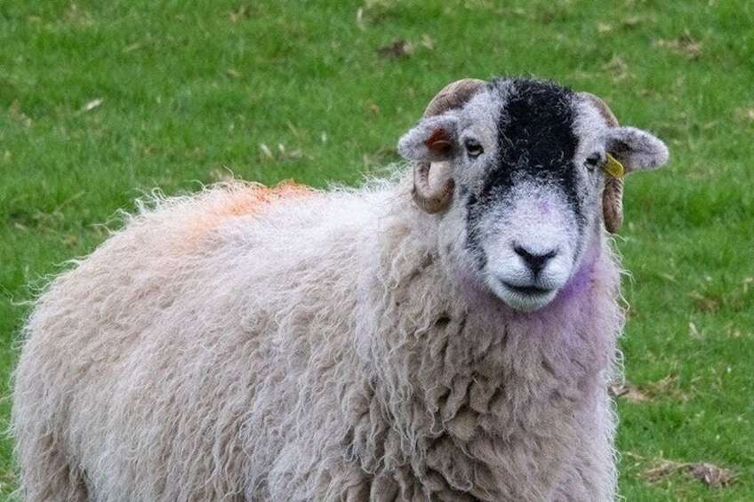 A sheep with a black face and orange markings, standing on grass. 1