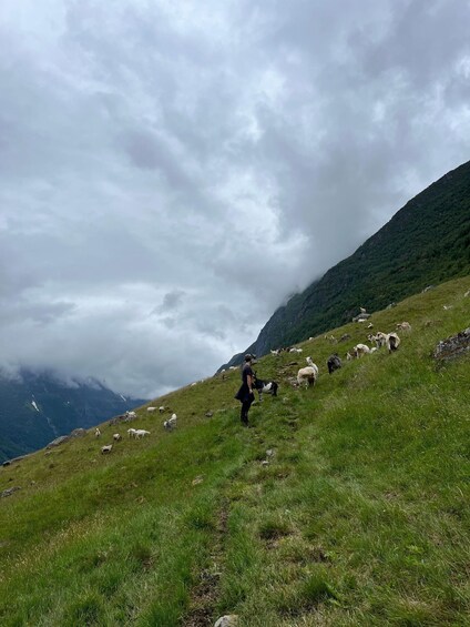 A person standing on a grassy hillside with sheep scattered around. 5