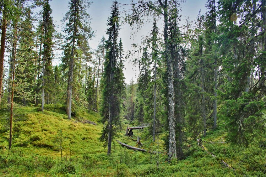 A dense forest with tall trees and a fallen log. 3