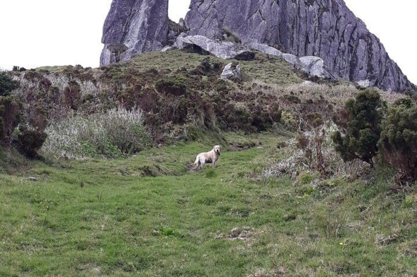 A sheep grazing on a grassy hillside with a rocky mountain in the background. 4