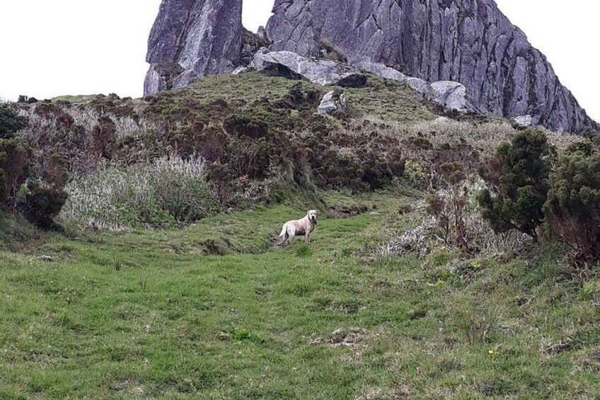 A dog grazing on a grassy hillside with a rocky mountain in the background. 4