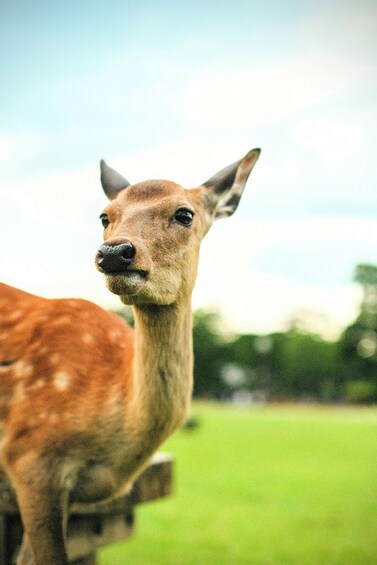 A deer standing in a grassy field with a blurred background of trees and a fence. 2