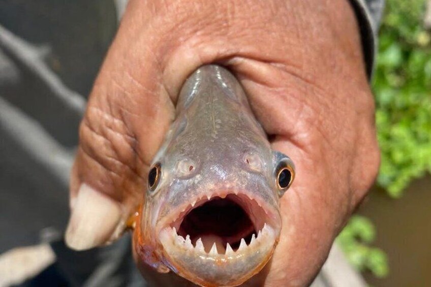 A close-up of a fish held in a person's hand. 5