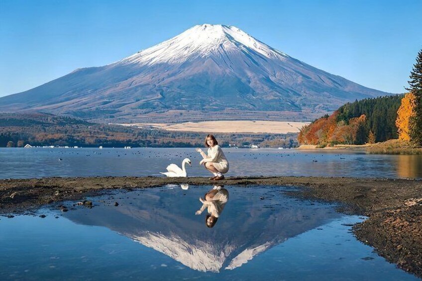 A person with a swan by a reflective water body, a mountain in the background, and autumn foliage. 1