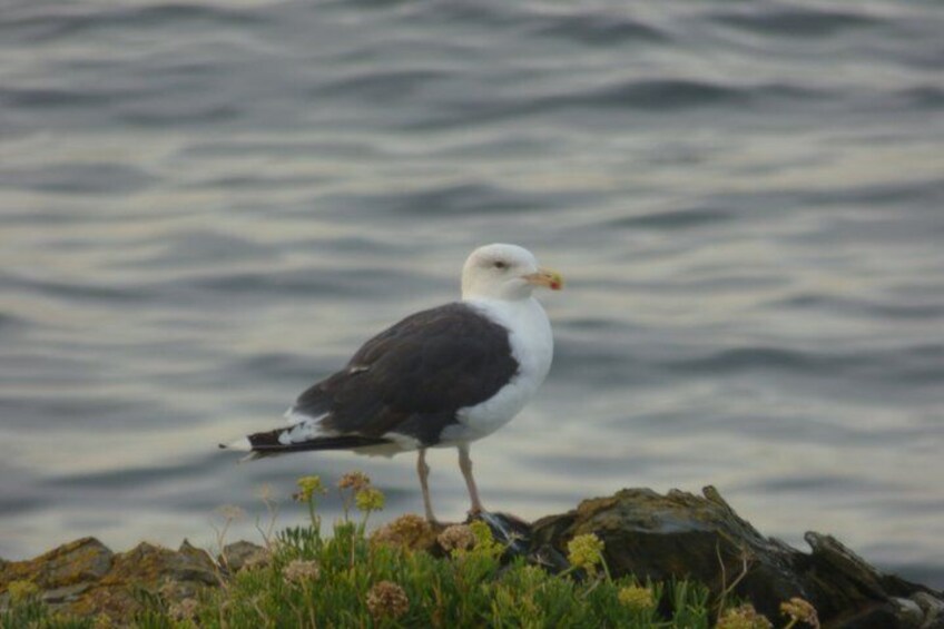 A seagull standing on rocks by the water. 2
