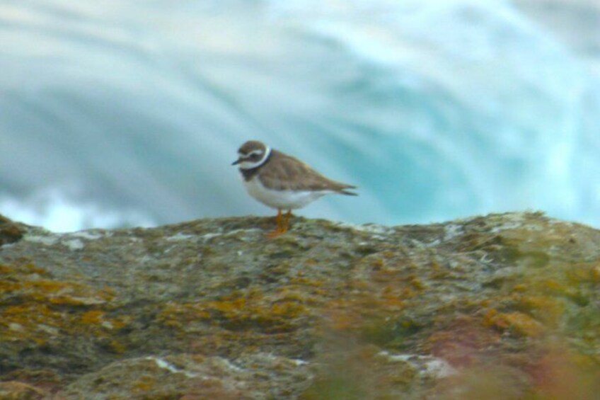 A bird on a rock with a blurred background of water. 3