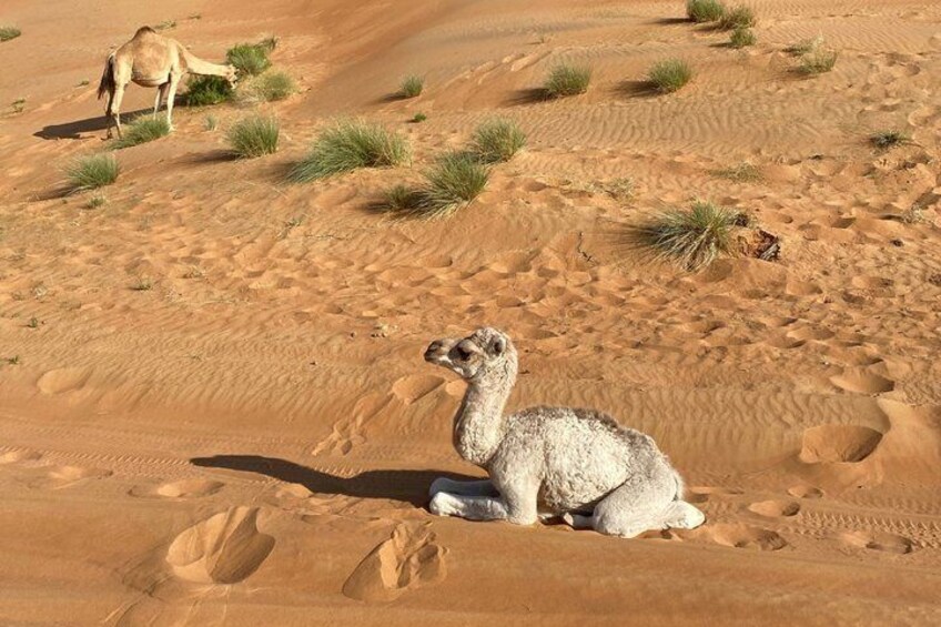 A camel resting on sand dunes with sparse vegetation and another camel in the background. 3