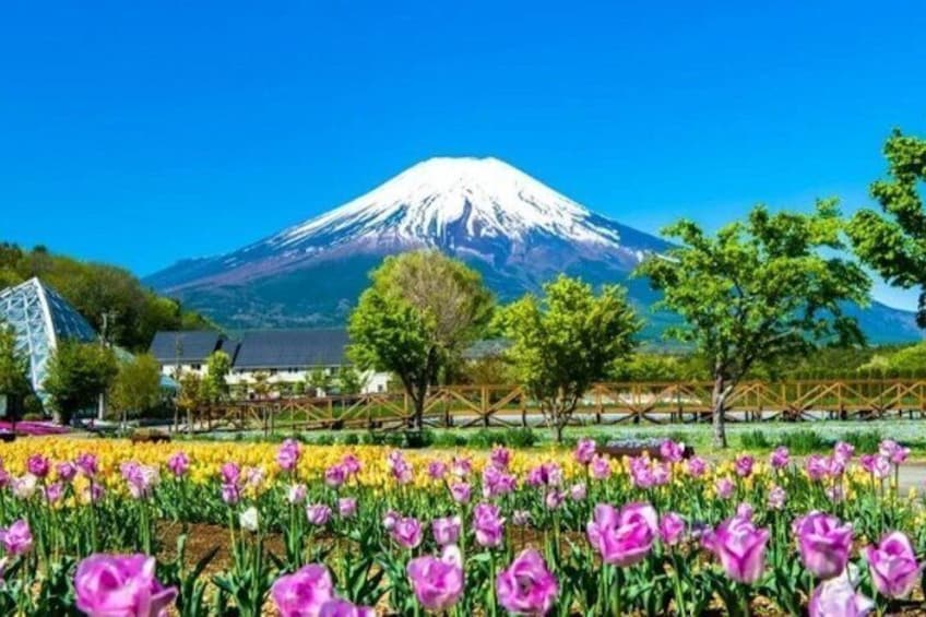 Mount Fuji Private Tour with English Driver 4