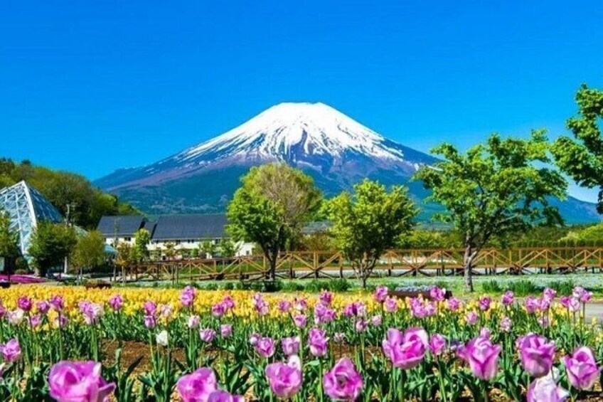 A field of purple and yellow flowers, a clear blue sky, and a snow-capped mountain in the background. 2