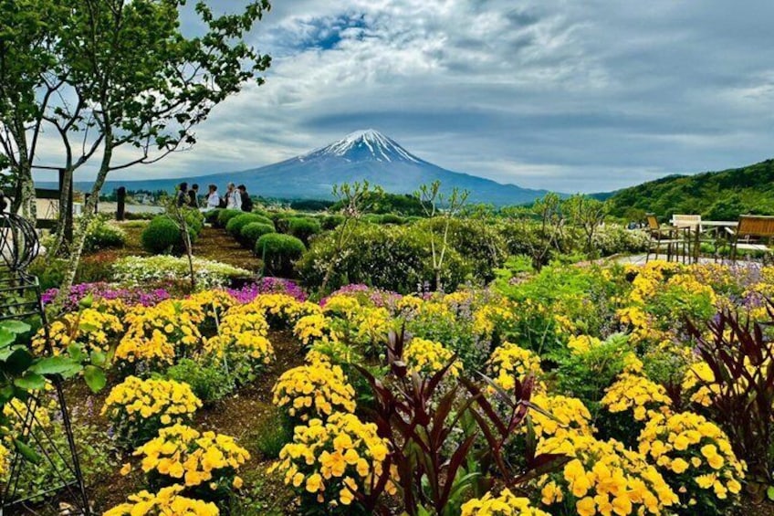 A garden with yellow flowers and a view of Mount Fuji in the background. 5