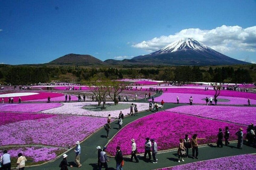 A field of purple flowers with a mountain in the background. 5