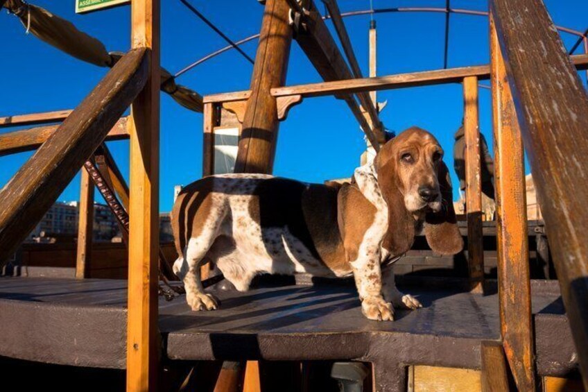 A basset hound on a wooden platform with metal railings. 2