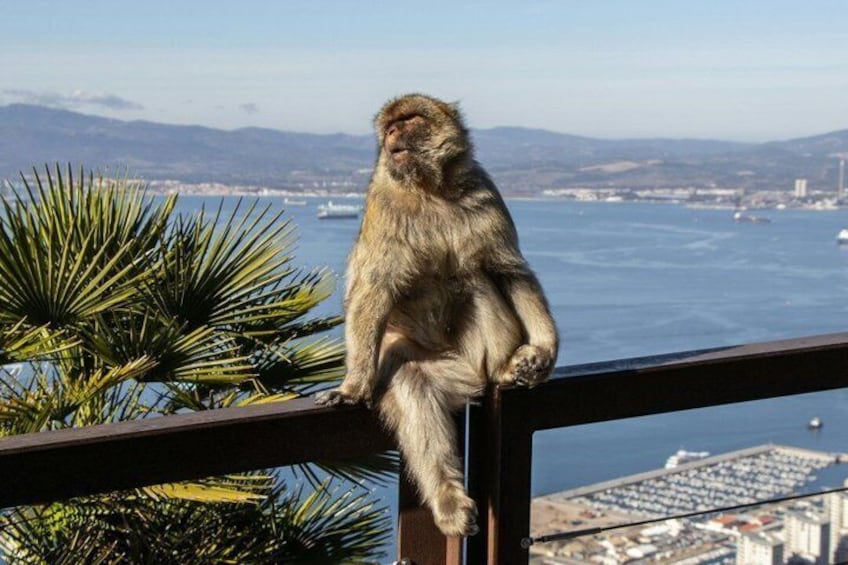 A monkey sitting on a balcony overlooking a coastal cityscape with mountains in the background. 1