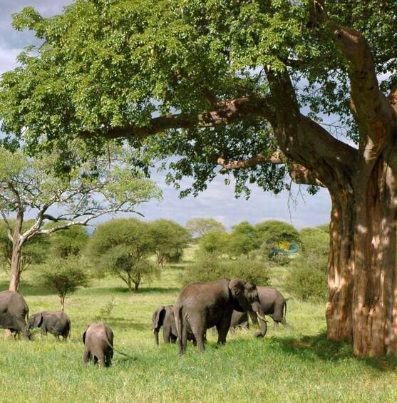 A group of elephants grazing under a large tree in a grassy savannah. 4