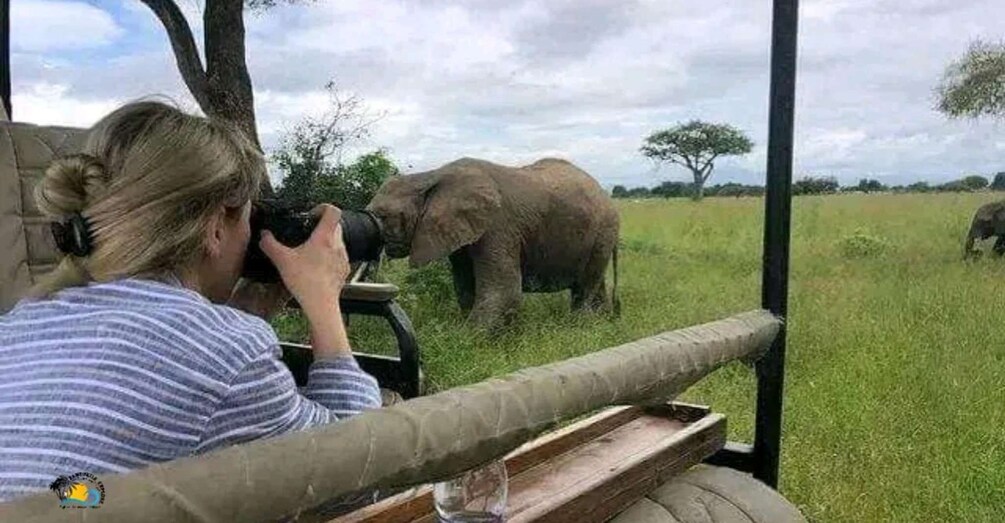 A person using binoculars to observe elephants in a grassy field. 5