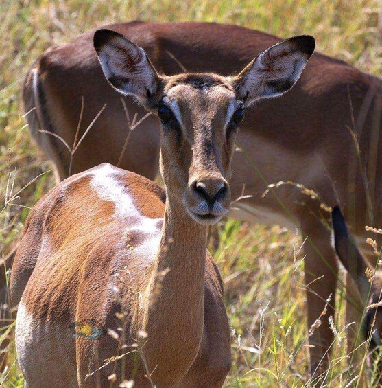 A young antelope with a brown and white coat standing in a grassy field. 2
