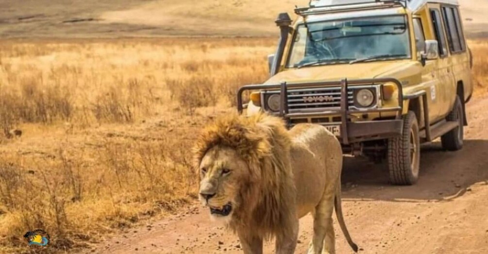 A lion walking on a dirt path with a safari vehicle in the background. 1