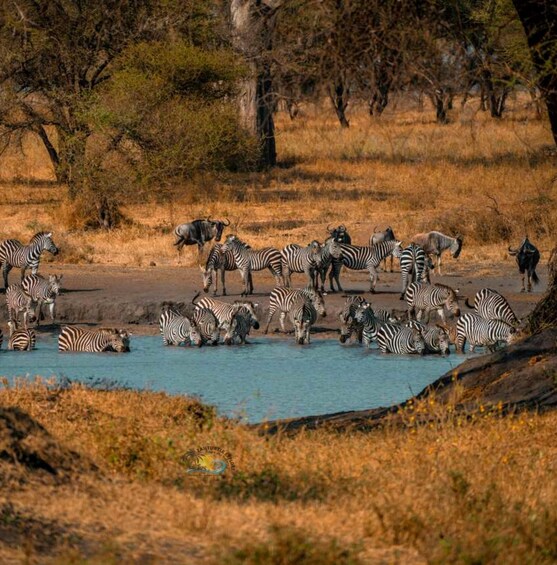 Zebras and wildebeests by a waterhole in a savanna landscape. 3