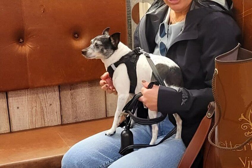 En person som sitter på en bänk och håller i en liten hund. 3