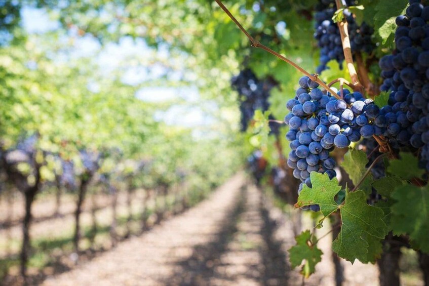 A vineyard with rows of grapevines and clusters of dark blue grapes. 4