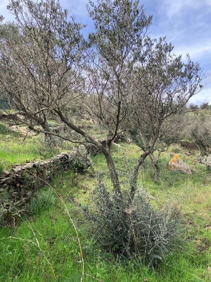A tree with sparse foliage in a grassy field with a stone wall and a rock. 4