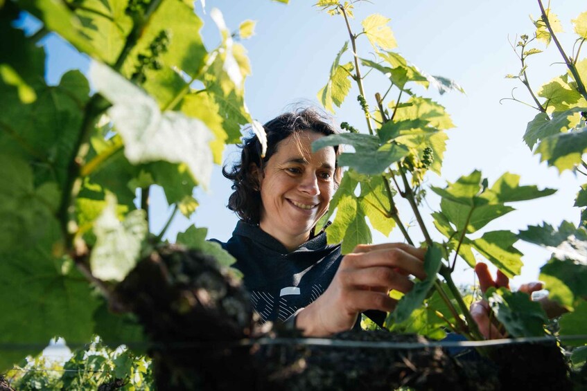 A person tending to grapevines in a vineyard. 1