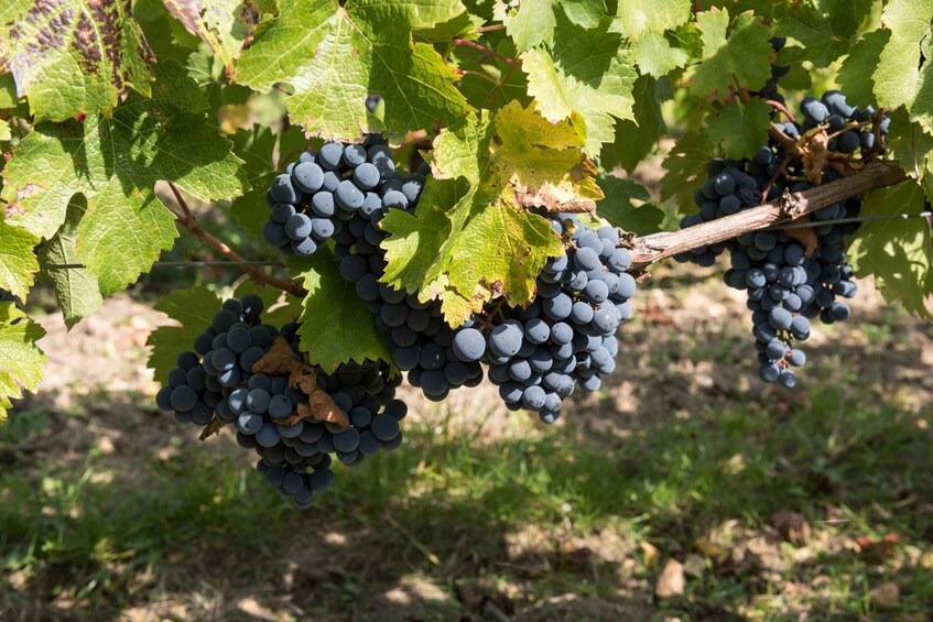 Clusters of dark purple grapes on vine branches with green leaves. 2