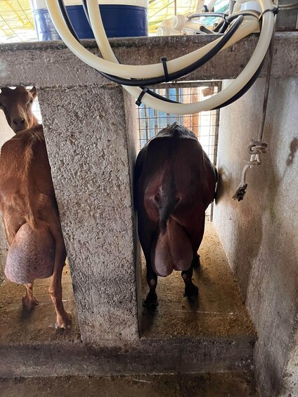 Cows in a barn with feeding tubes and a water pump. 2