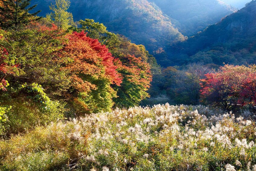 A mountainous landscape with autumn foliage and a field of white flowers. 1