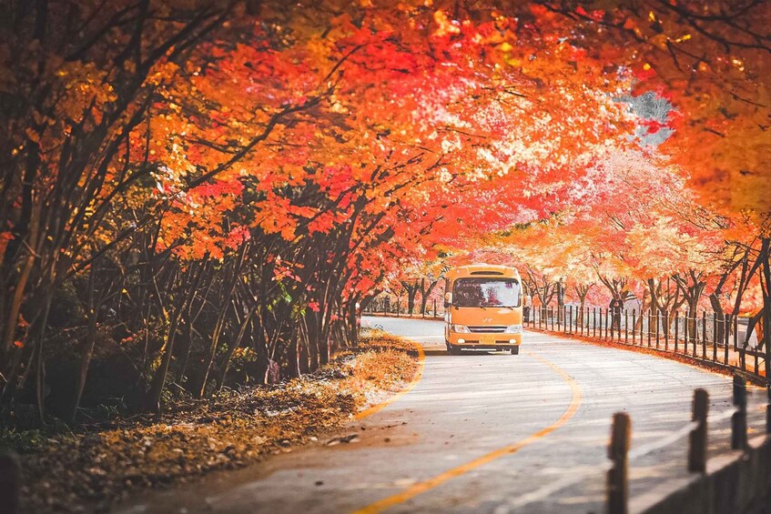 A yellow bus driving on a road lined with trees displaying autumn foliage. 3