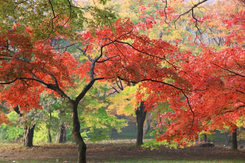 A park with autumn foliage, including red maple trees. 2
