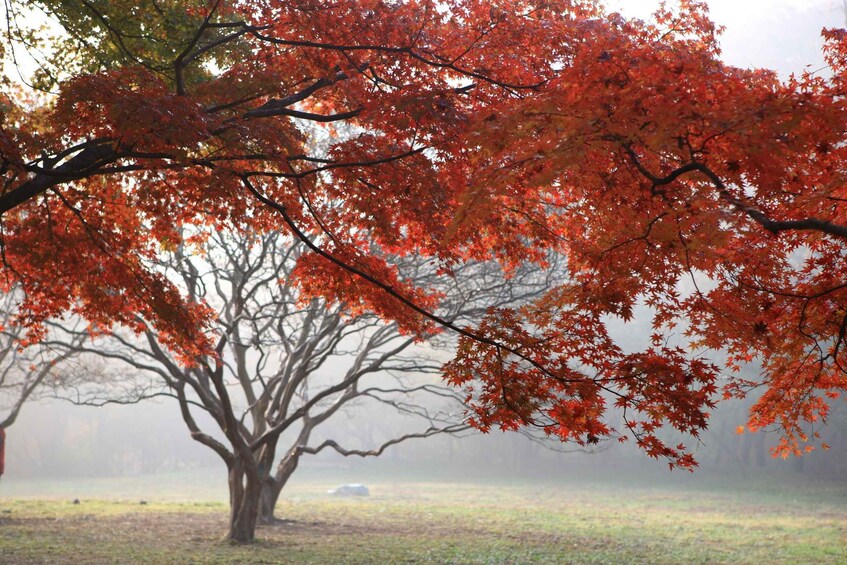 A tree with red leaves in a foggy park. 5