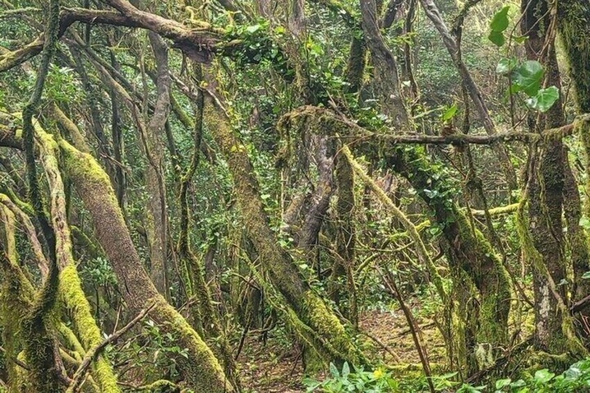A dense forest with moss-covered trees and intertwined branches. 4