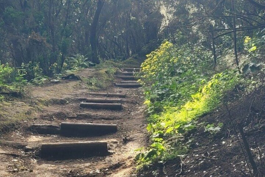 A forested path with wooden steps leading uphill. 2