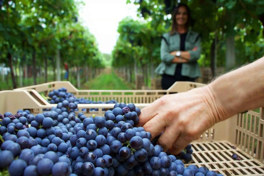 A person picking grapes from a crate in a vineyard. 5