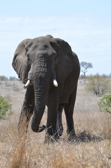 Picture 7 for Activity Hoedspruit: Private Kruger National Park Safari Tour 2