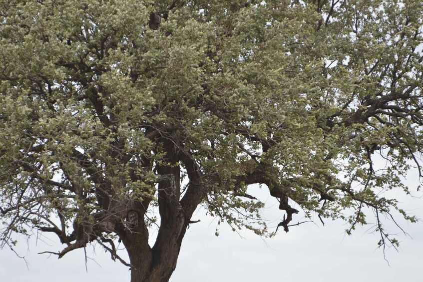 Picture 6 for Activity Hoedspruit: Private Kruger National Park Safari Tour 5