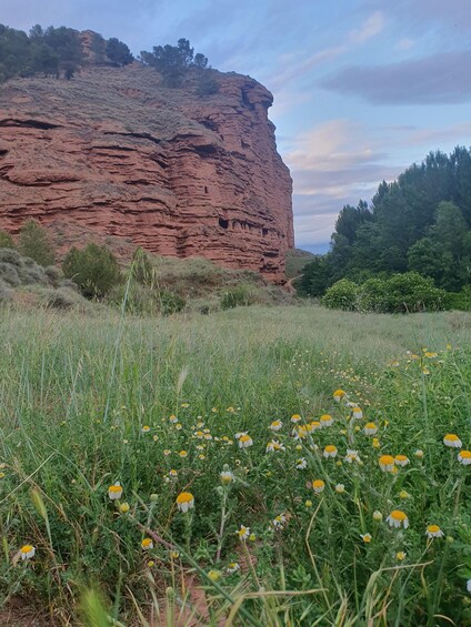 A red rock cliff with holes, a grassy field with yellow flowers, and trees in the background. 2