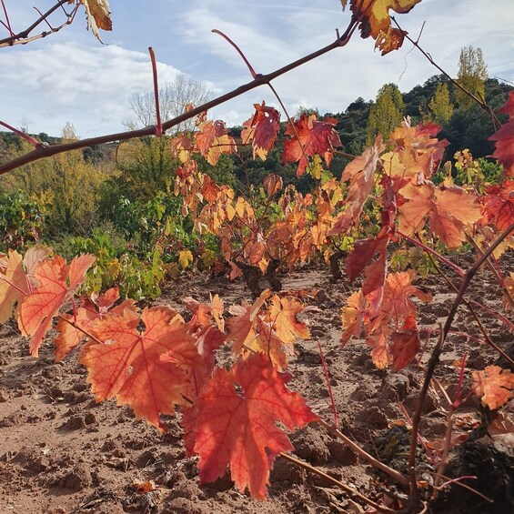 A vineyard with rows of grapevines and autumn-colored leaves. 3