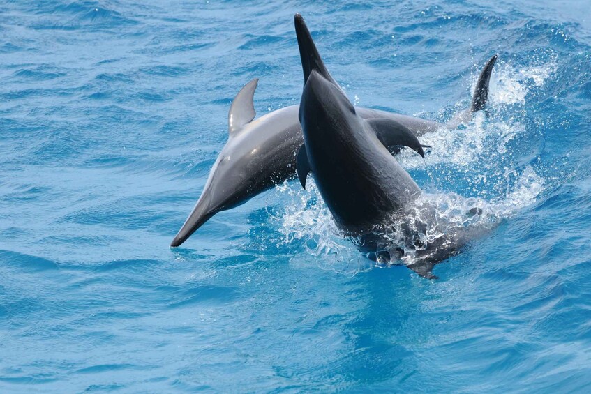 Two dolphins leaping out of the water. 1