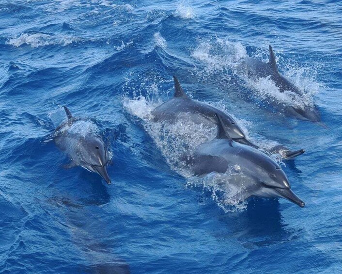 Three dolphins swimming in blue ocean water. 4