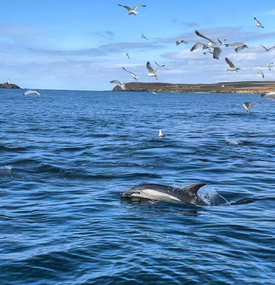A whale swimming in the ocean with seagulls flying overhead. 3